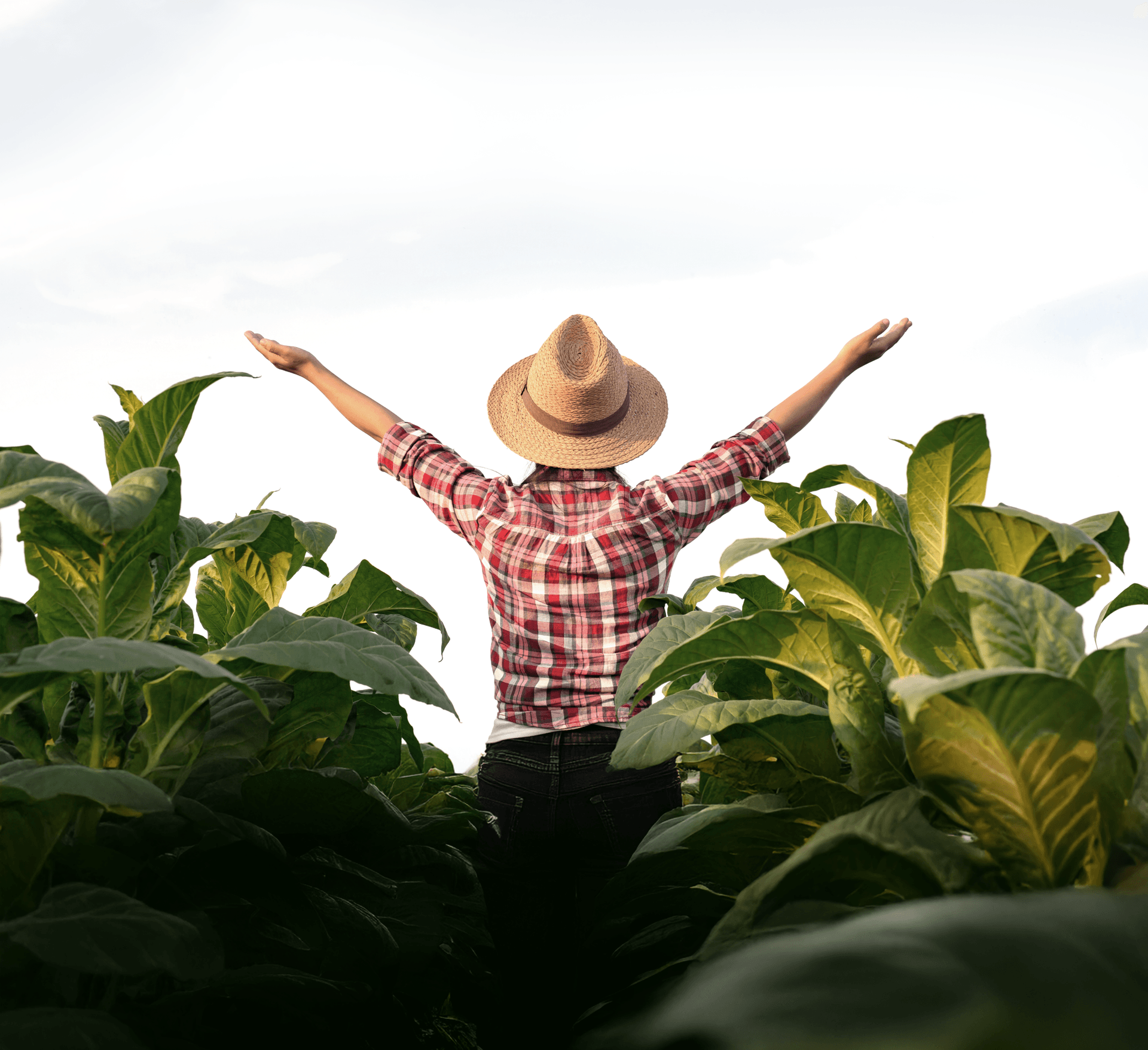 Jovem mulher em plantação