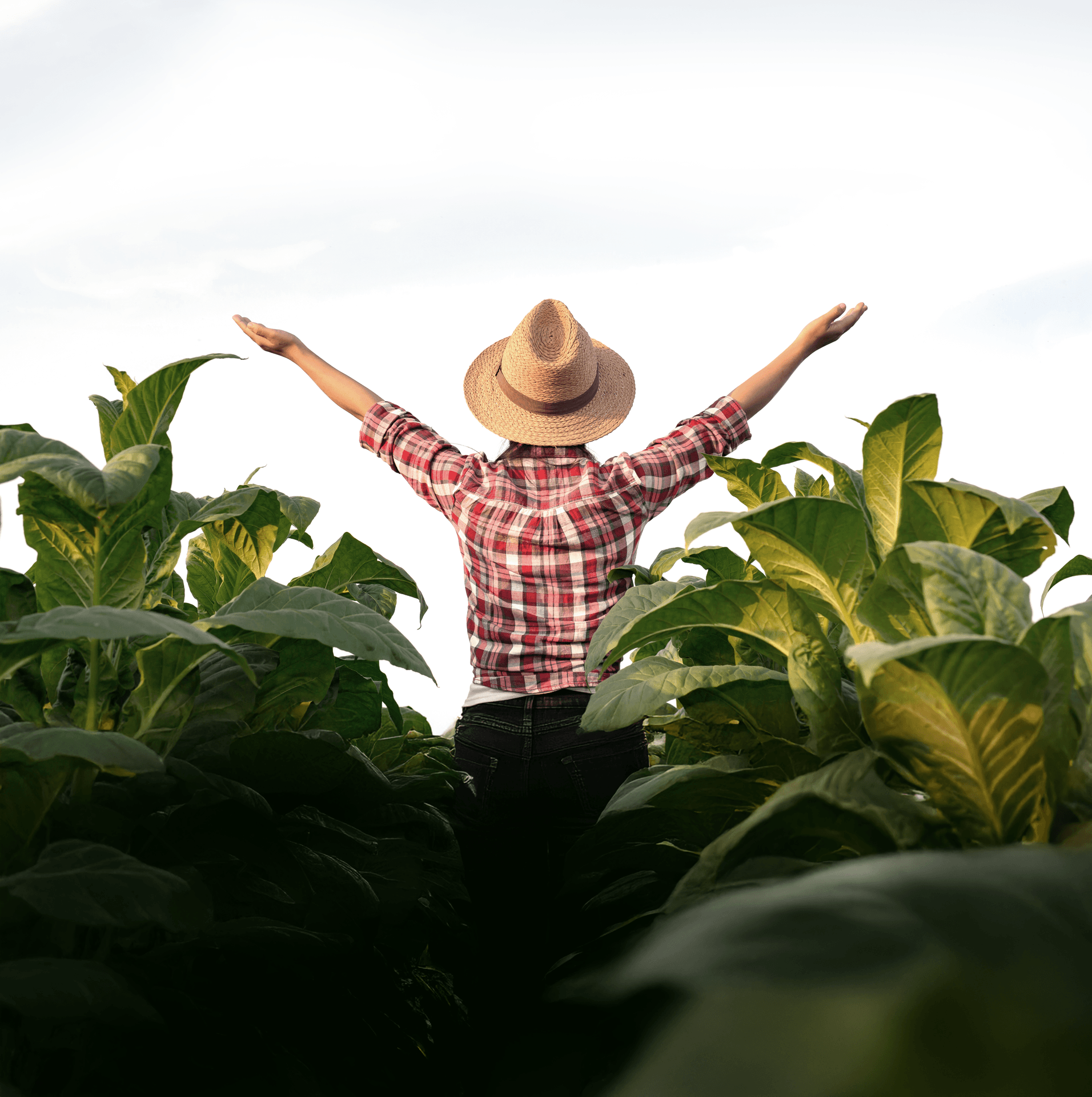 Agricultor em plantação de tabaco com os braços abertos